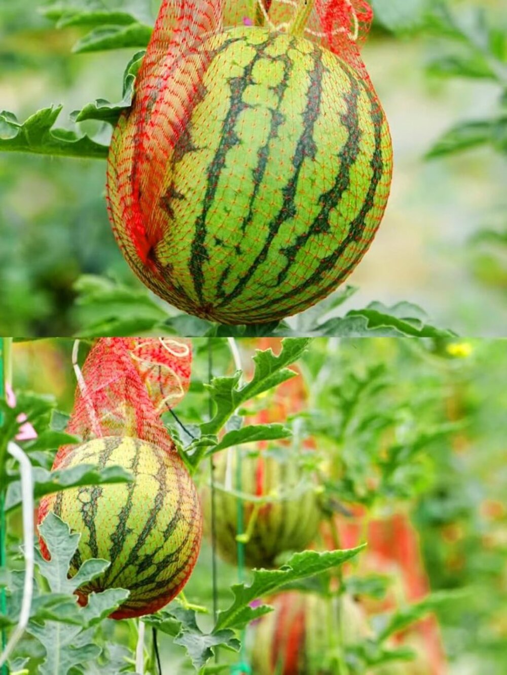 50 Pack Watermelon Nets,Hanging Watermelon Support Nets,Reusable Melon Hammocks - Picture 7 of 7